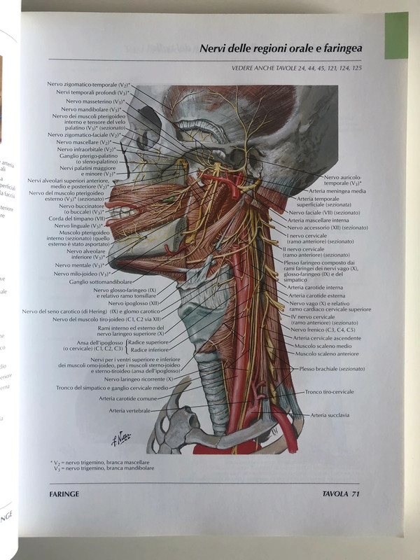 Atlante di Anatomia Umana