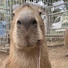 capybara69420 - fotografia de profil