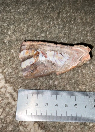 Bois pétrifié et fossilisé, condition: Very good, €30.00, €32.20 includes Buyer Protection