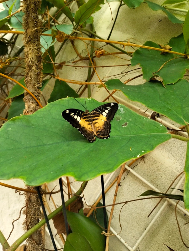 ananouine profilképe