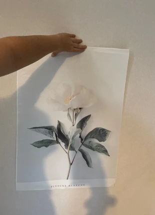 Affiche pivoine, marca: decodesign, estado: Muy bueno, 5,00 €, 5,95 € Protección al comprador incluida