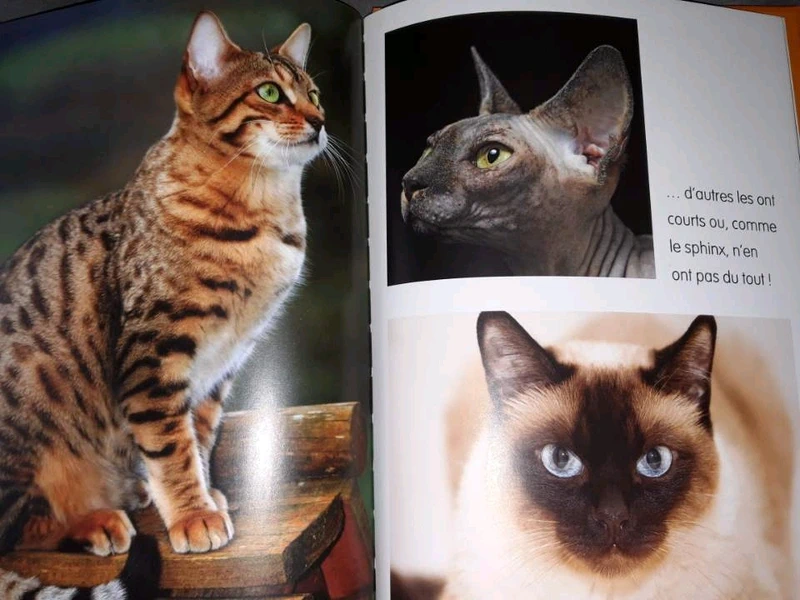 Le monde merveilleux des animaux"les chats" - photo numéro 3