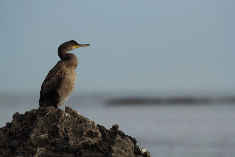 loferi - fotografia de profil