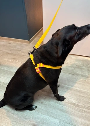 Hondentuig met riem merkloos nieuw, staat: Nieuw zonder prijskaartje, maat: L, € 2,50, € 3,33 inclusief Kopersbescherming