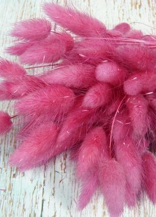 Lagurus - Fuchsia, estado: Muito bom, €6.00, €7.00 inclui Proteção do Comprador