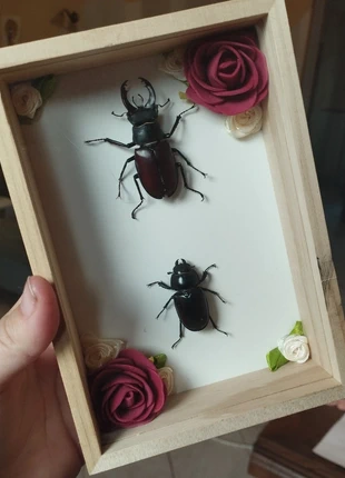 Cadre d'entomologie "lucane cerf volant et grande biche", marque: entomologie, état: Neuf avec étiquette, 20,00 €, 21,70 € Protection acheteurs incluse