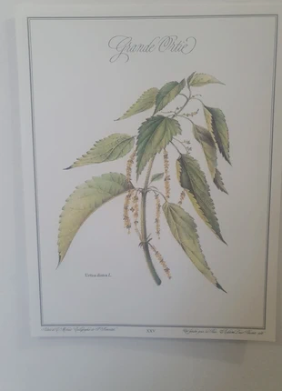 Affiche vintage de botanique, illustration "Grande ortie", merk: éditions Louis pariente, staat: Heel goed, € 3,00, € 3,85 inclusief Kopersbescherming