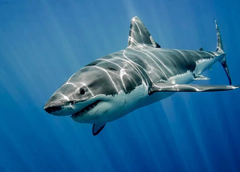 whiteshark27 profile picture