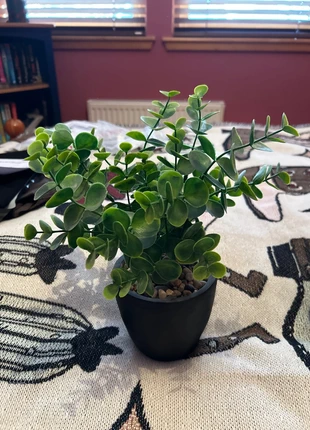 Plastic plant, brand: Eucalyptus, condition: Very good, £2.00, £2.80 includes Buyer Protection