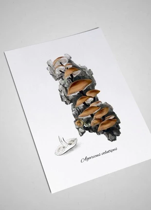 Illustrations de mycologie britannique vintage (21 X 30 cm), marque: Vintage Boutique, état: Très bon état, 7,00 €, 8,05 € Protection acheteurs (Pro) incluse