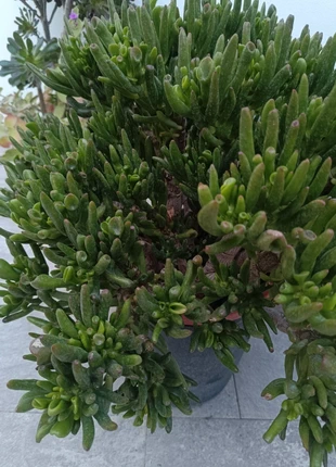 Esqueje o maceta, brand: NO LABEL, condizioni: Nuovo con cartellino, €4.00, €4.90 include la Protezione acquisti