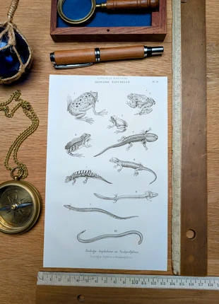 Imprimée en 1851, Histoire Naturelle, Les Amphibiens. Original Vintage Authentique., brand: LesOubliées, condition: Very good, €14.90, €16.35 includes Buyer Protection Pro
