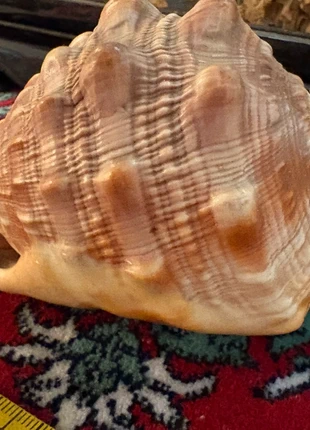 Vintage home decor shell replica, merk: Curiosité, staat: Heel goed, € 15,00, € 16,45 inclusief Kopersbescherming Pro