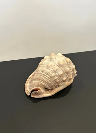 Coquillage Cassis rufa – 14 cm – déco marine naturelle, marque: Nature, état: Très bon état, 20,00 €, 21,70 € Protection acheteurs incluse