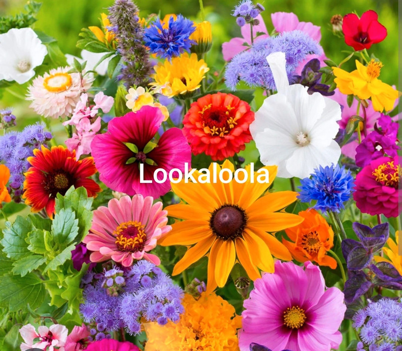 lookaloola profilbillede