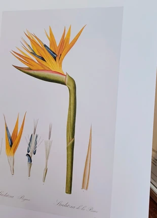 Strelitzia Reproduction d une planche botanique de P J Redouté 🎁 2 achetées 1 offerte 🎁, merk: ©️ Muséum national d histoire naturelle, staat: Heel goed, € 7,50, € 8,58 inclusief Kopersbescherming Pro