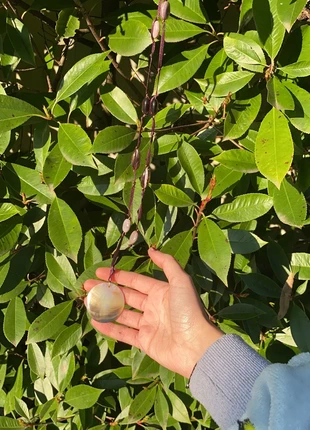 Collana fairy con conchiglia, brand: Reclaimed Vintage, condizioni: Ottime, €10.00, €11.20 include la Protezione acquisti