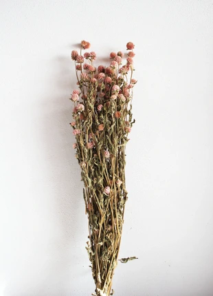 Gomphrena Globosa – Rose – PROMO, estado: Muito bom, €7.00, €8.05 inclui Proteção do Comprador