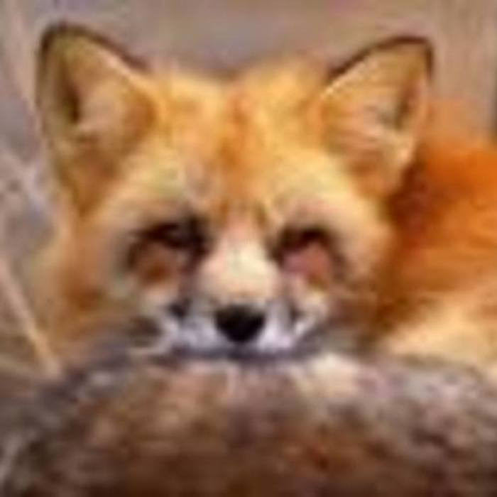 00foxy profile picture