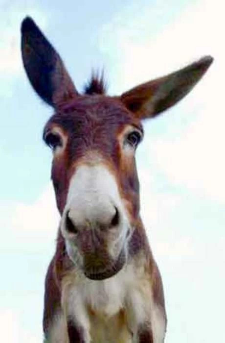 Profilbild av donkeysek