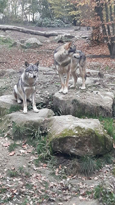 Profilový obrázok člena anniegeorgel