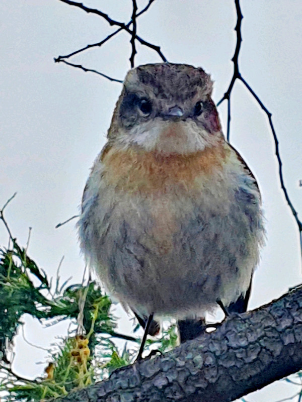 ghislainearchambeau profilbillede