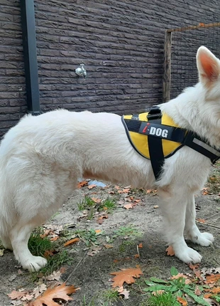 Harnais I dog taille L, marque: i-dog, état: Neuf sans étiquette, taille: L, 20,00 €, 21,70 € Protection acheteurs incluse