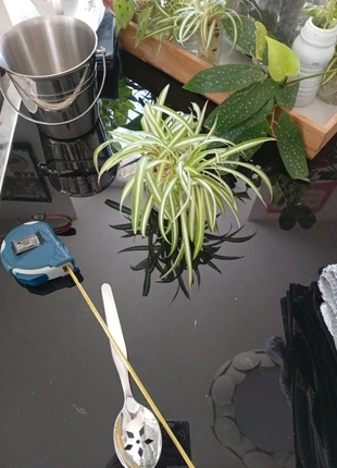 Bouture plante, état: Très bon état, 2,00 €, 2,80 € Protection acheteurs incluse