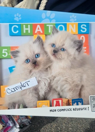 Puzzle chat, estado: Muy bueno, 4,00 €, 4,90 € Protección al comprador incluida