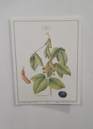 Affiche vintage de botanique, illustration "soja", merk: éditions Louis pariente, staat: Heel goed, € 3,00, € 3,85 inclusief Kopersbescherming