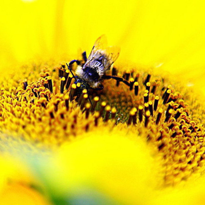 endri - fotografia de profil