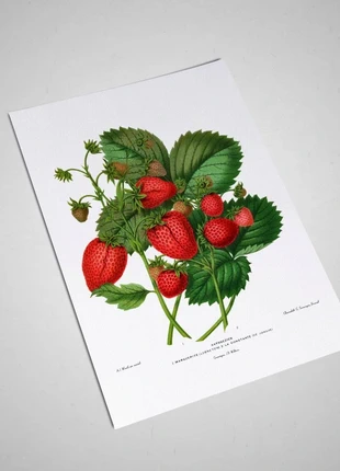 Affiche chromolithographiques de fraises vintage: (21 X 30 cm), état: Très bon état, 7,00 €, 8,05 € Protection acheteurs (Pro) incluse
