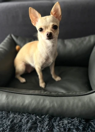 Meduza Hundebett xs schwarz Leder, brand: meduza, condizioni: Ottime, taglia: XS, €33.00, €35.35 include la Protezione acquisti