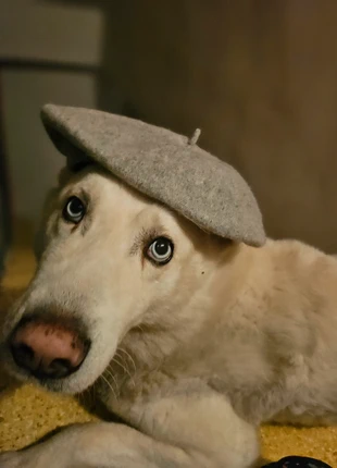 graues Barett Baskenmütze, brand: Infinity, condizioni: Buone, taglia: Taglia unica, €1.50, €2.28 include la Protezione acquisti