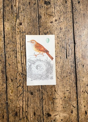 Vintage book page home decor birds nature, brand: Nature, condition: Good, £5.00, £5.95 includes Buyer Protection