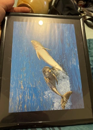 Cadre dauphin, marque: Dauphin, état: Neuf sans étiquette, 4,00 €, 4,90 € Protection acheteurs incluse