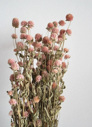 3 X Gomphrena Globosa – Rose – PROMO, estado: Muito bom, €21.00, €22.75 inclui Proteção do Comprador