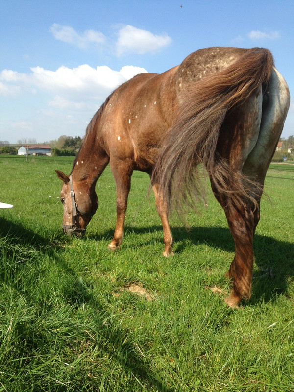 virgiappaloosa profilbillede