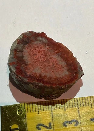 fossilized coral fossil, merk: Rare, staat: Heel goed, € 18,00, € 19,60 inclusief Kopersbescherming