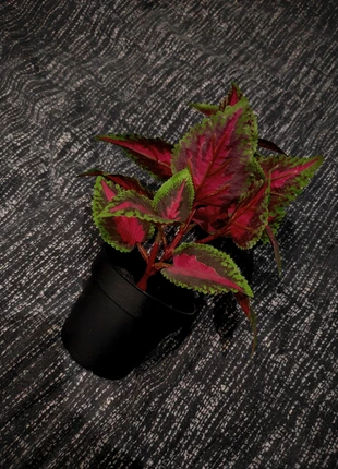 Décoration intérieure, marque: Action, état: Très bon état, 1,50 €, 2,28 € Protection acheteurs incluse