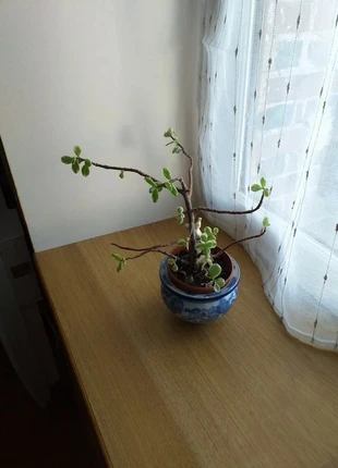 Cache pot , zustand: Gut, 10,00 €, 11,20 € inklusive Vinted-Käuferschutz