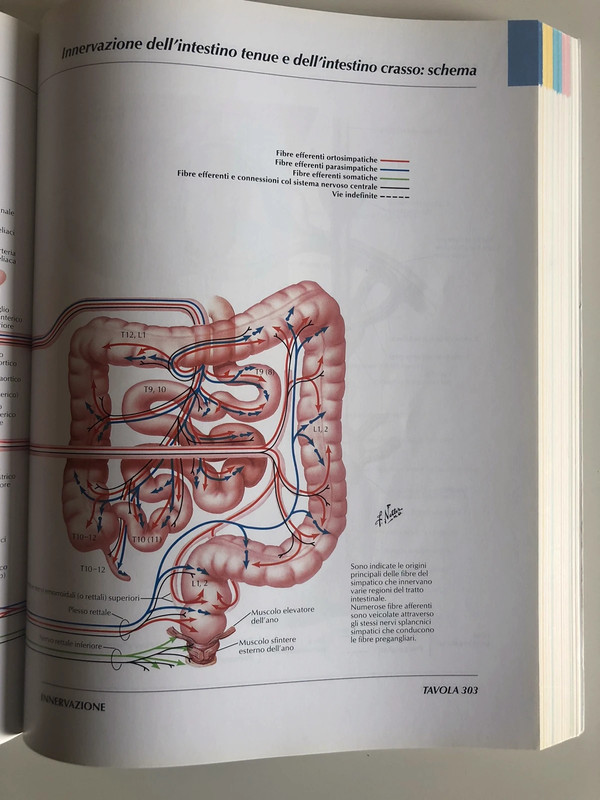 Netter”, Atlante di Anatomia Umana