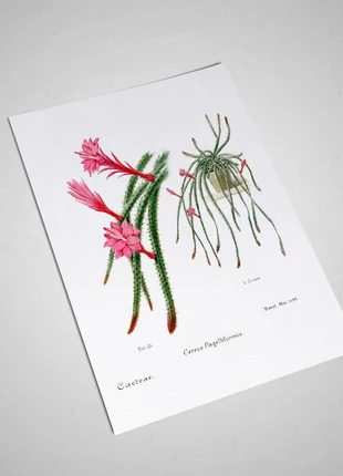 Affiche Cactus queue de rat vintage (1893-1905) (21 X 30 cm ), marque: Cactus, état: Très bon état, 7,00 €, 8,05 € Protection acheteurs (Pro) incluse
