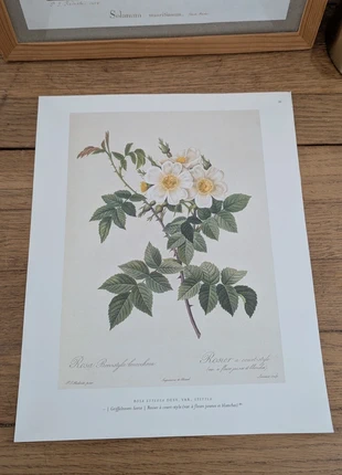 Illustration botanique ancienne Redouté – planche recto-verso, merk: Vintage, staat: Heel goed, € 5,00, € 5,95 inclusief Kopersbescherming