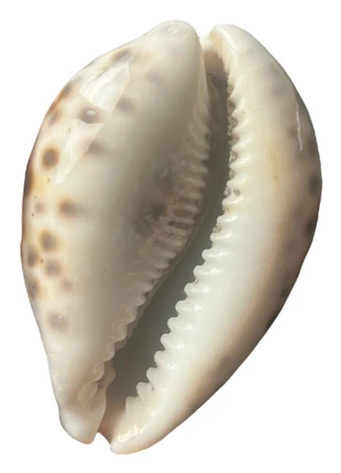 Gros coquillage, marke: sans marque, zustand: Sehr gut, 10,00 €, 11,20 € inklusive Vinted-Käuferschutz