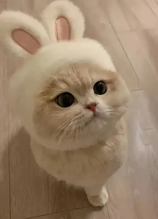 1 pc bunny ears cat hat, brand: Ideal, condition: New with tags, £7.00, £8.05 includes Buyer Protection