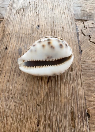 Coquillage Léopard de 9cm, état: Très bon état, 20,00 €, 21,70 € Protection acheteurs incluse