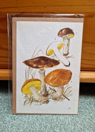 Vintage Mushroom and Fungi Illustrated Book Plate, condition: Very good, £3.50, £4.38 includes Buyer Protection