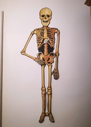 Grand Squelette Décorartif Articulé, marque: Inconnu, état: Très bon état, 12,00 €, 13,30 € Protection acheteurs incluse