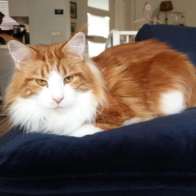 mainecoon10 profile picture